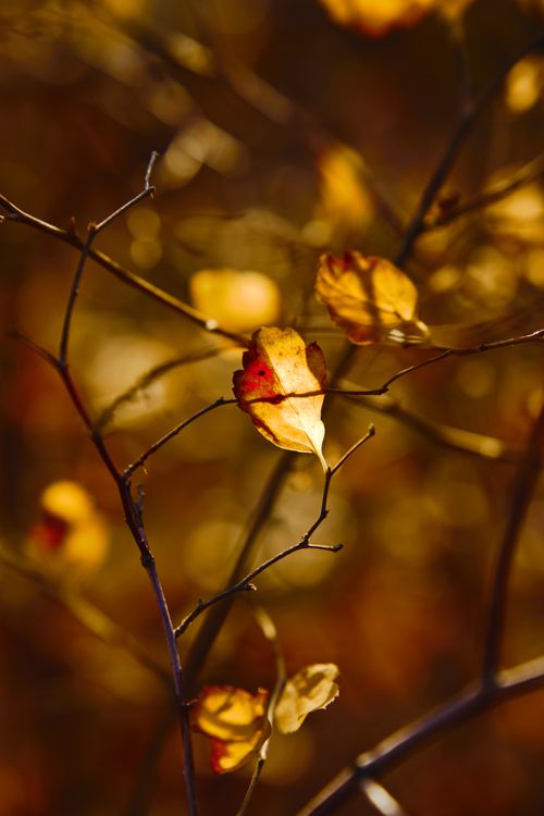 Free Close-up of autumn leaves and branches with a warm golden hue, capturing the essence of fall. Stock Photo