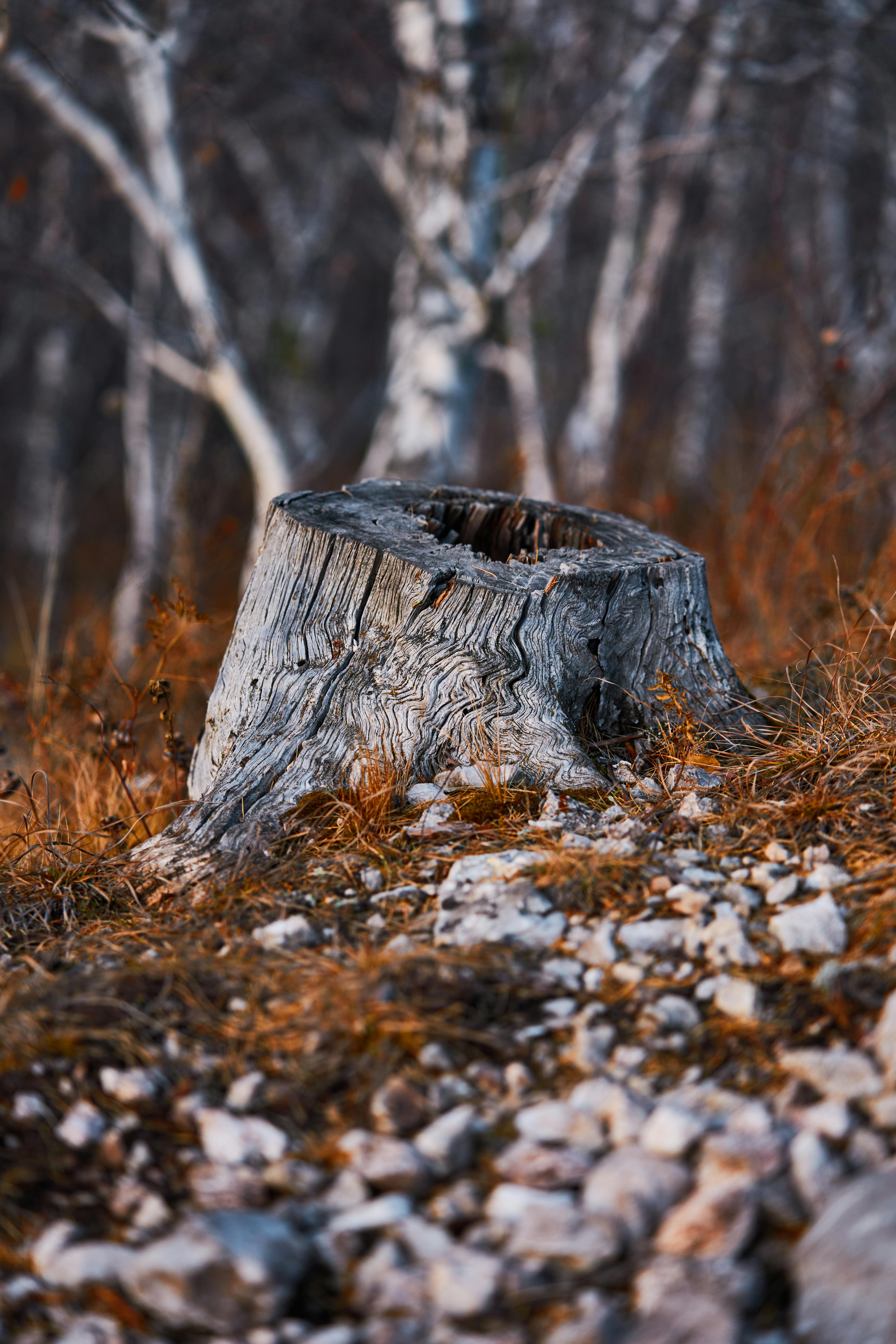 Tree stump in the forest