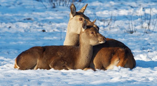 Deer Fawns Lying Down on Snow