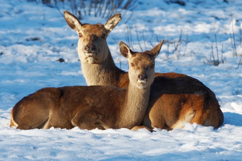 Deer Fawns on Snow