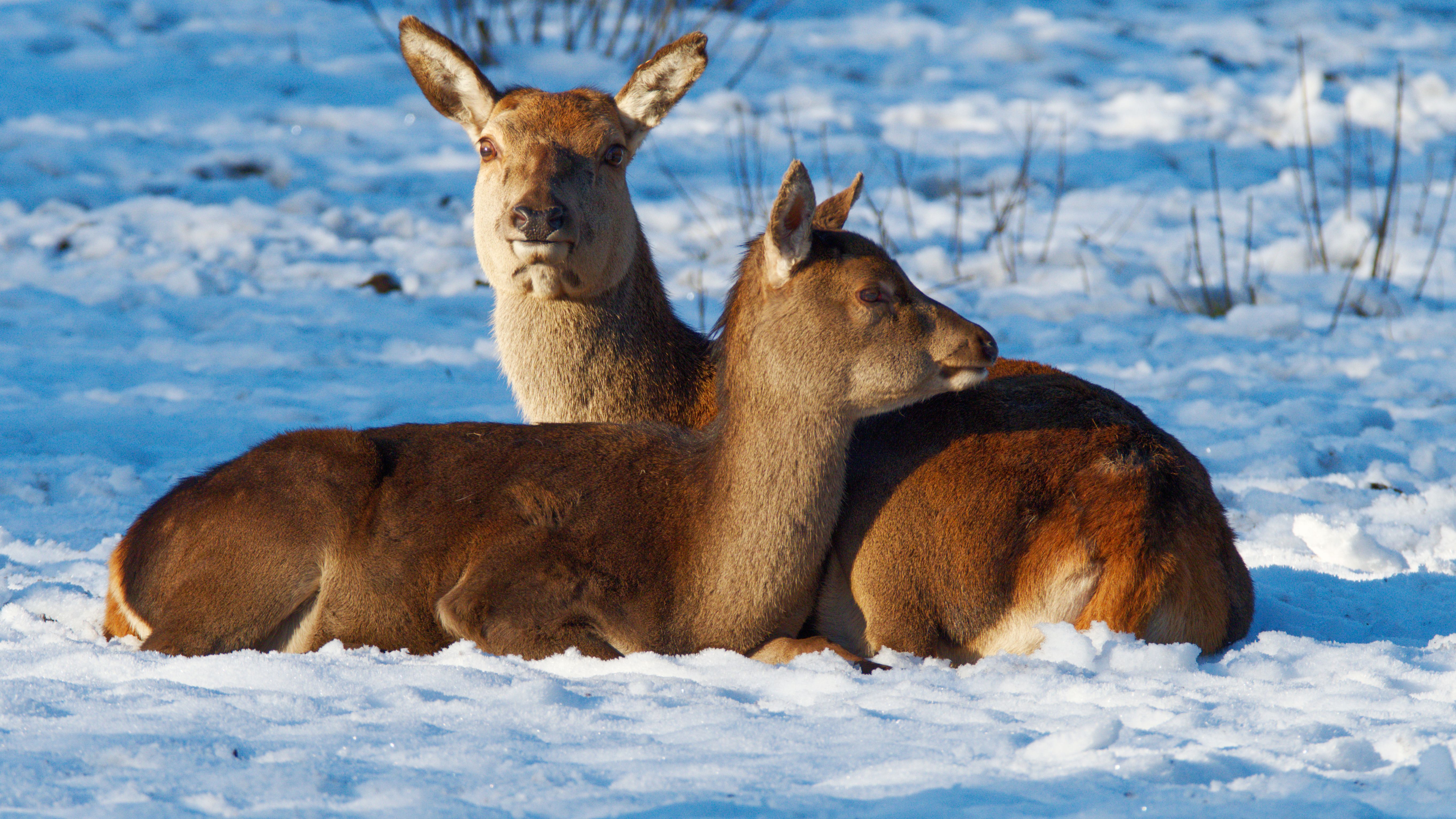 Roe Deer Sitting in the Snow · Free Stock Photo