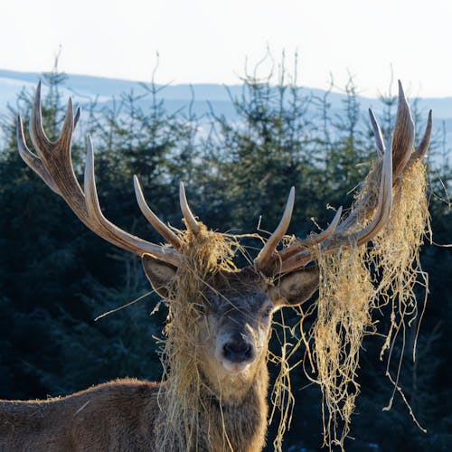 Buck with Grasses in Antlers