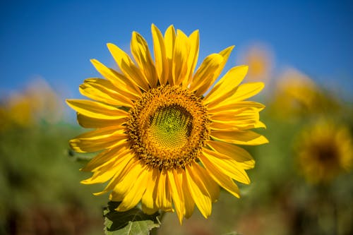 Foto profissional grátis de amarelo, fechar-se, flor