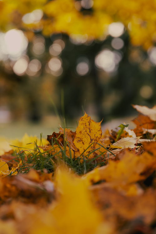 Free Vibrant yellow leaves on the ground capture the essence of autumn. Stock Photo