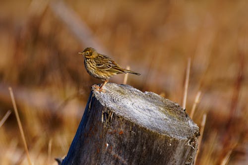 Foto profissional grátis de ave, aviário, cepo de madeira