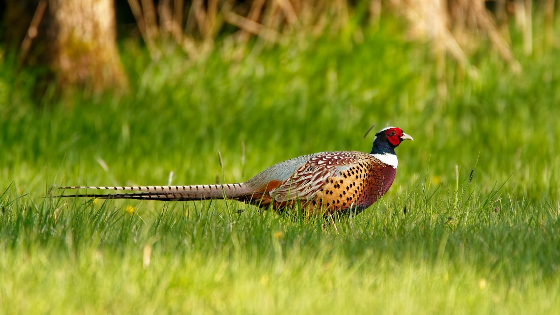 Close up of Pheasant