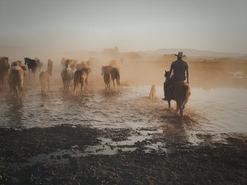 Man Sitting on a Horse on a Pasture with an Herd of Horses
