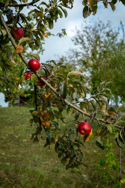 Small Red Apples on a Branch in the Orchard