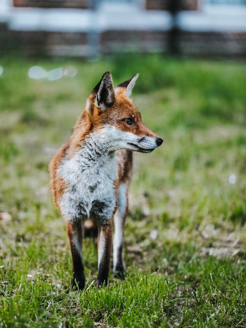 Fox on Grass