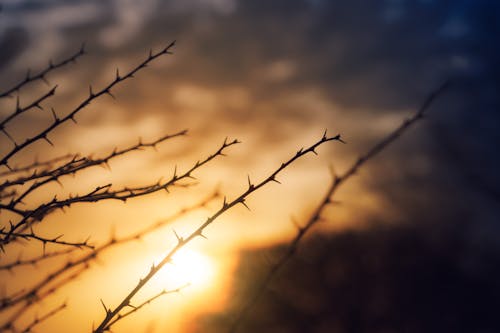 Silhouettes of Bare Twigs against Sunset Sky