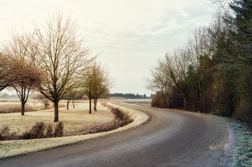 Бесплатное стоковое фото с асфальт, деревья, дорога