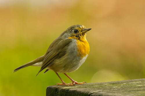 Close-Up Photo of a European Robin Standing on a Wooden Plank