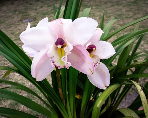 Free Cymbidium Stock Photo