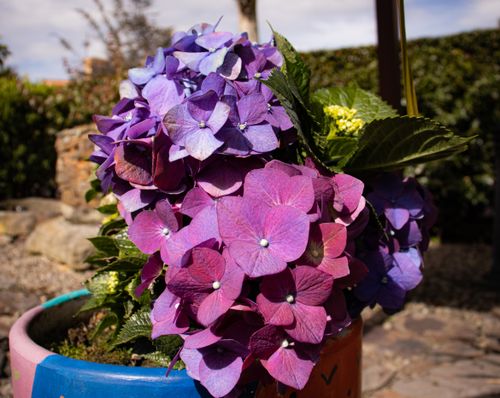 Free Hortencia Stock Photo