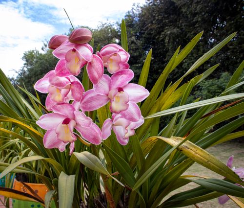Free Cymbidium Stock Photo