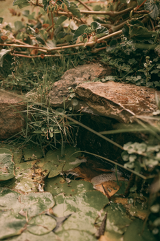 Serene natural setting featuring rocks, flowing stream, and lush plant life.