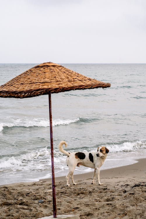 Dog by Sea near to Thatched Sunshade