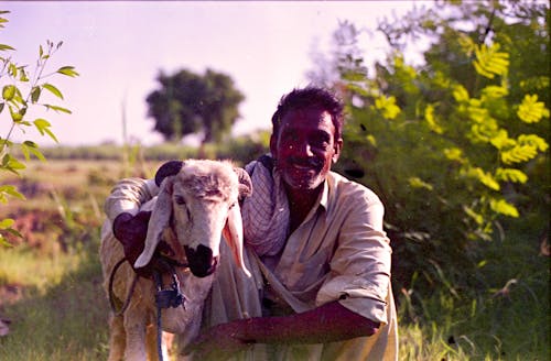 Бесплатное стоковое фото с животное, коза, луг
