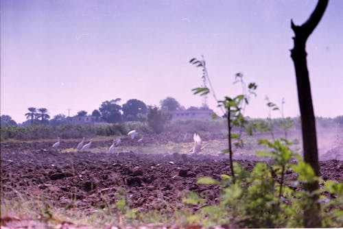 Бесплатное стоковое фото с пейзаж, поле, почва