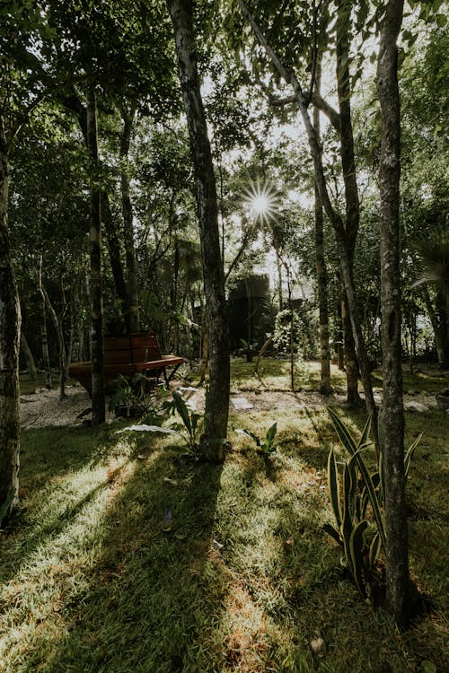 Foto profissional grátis de árvores, brilhando, luz solar