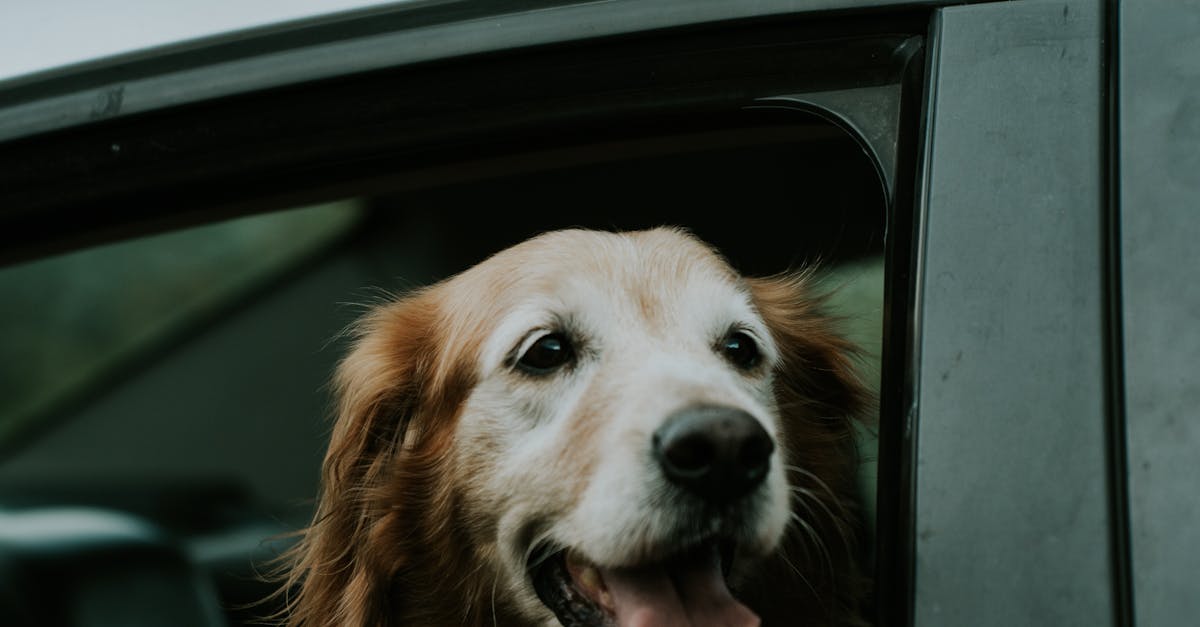 國際寵物日!帶毛孩搭北捷,享受親密旅程