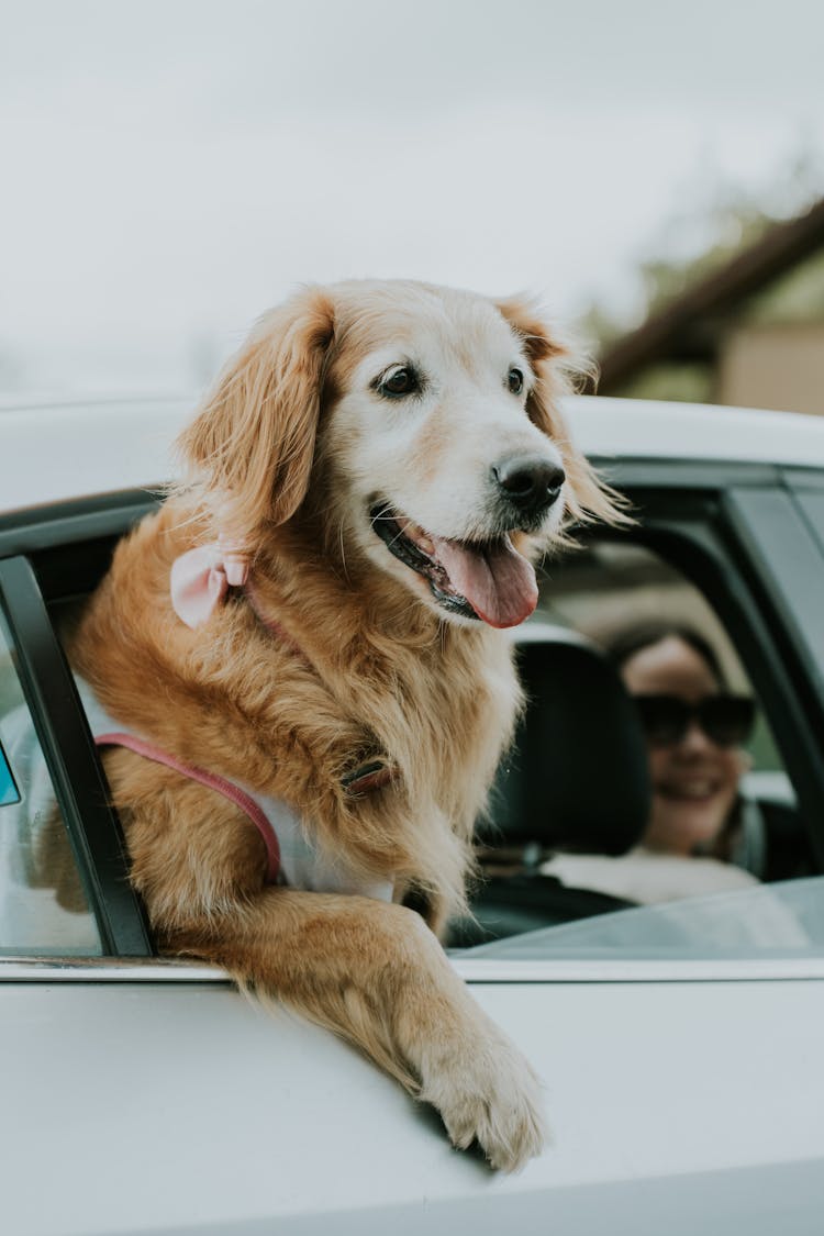 Cute Happy Dog In Car