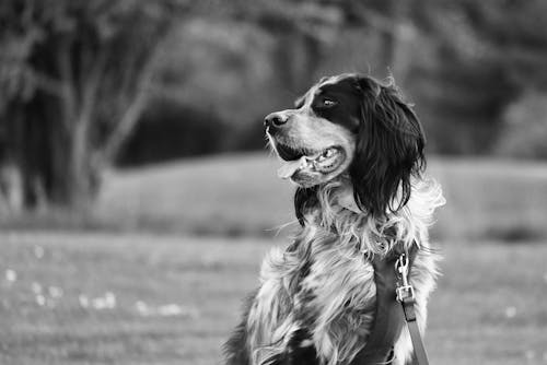 Evcil Hayvan, hayvan fotoğrafçılığı, köpek içeren Ücretsiz stok fotoğraf