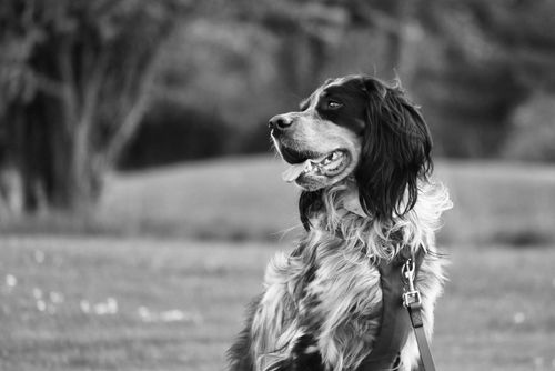 Free A black and white portrait of a dog in a park, showcasing its elegance and poise. Stock Photo