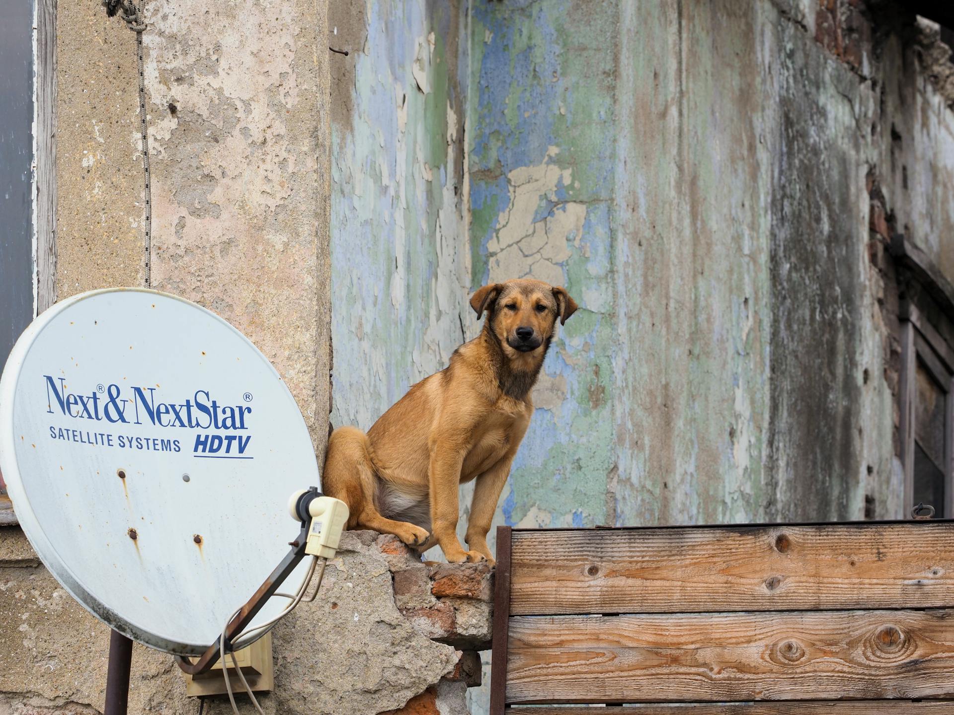 Dog Sitting Next to TV Antenna