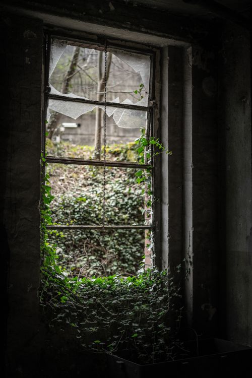 Free Haunting view of ivy creeping through shattered window in a neglected space. Stock Photo