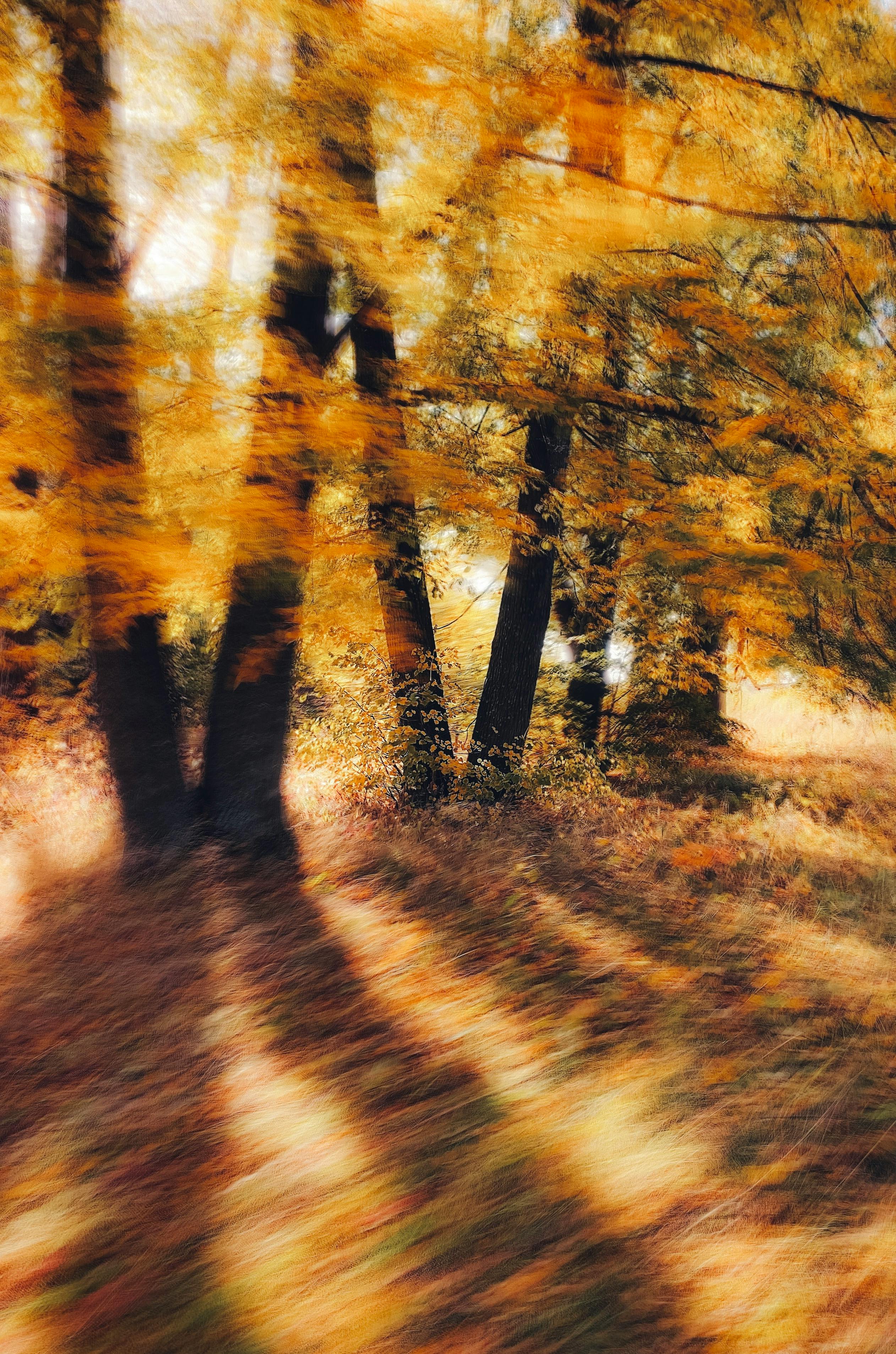 A blurry, artistic capture of an autumn forest showcasing golden foliage and tranquil nature.