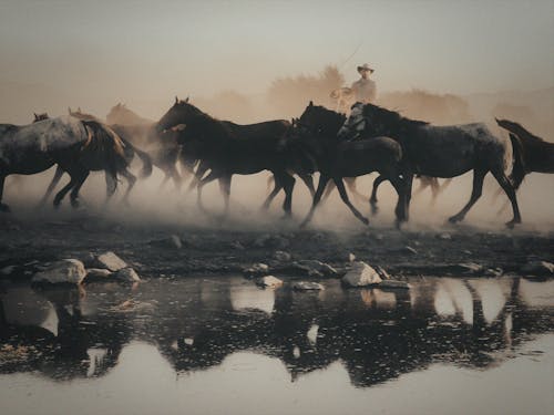 Man in Cowboy Hat Leading a Herd of Horses