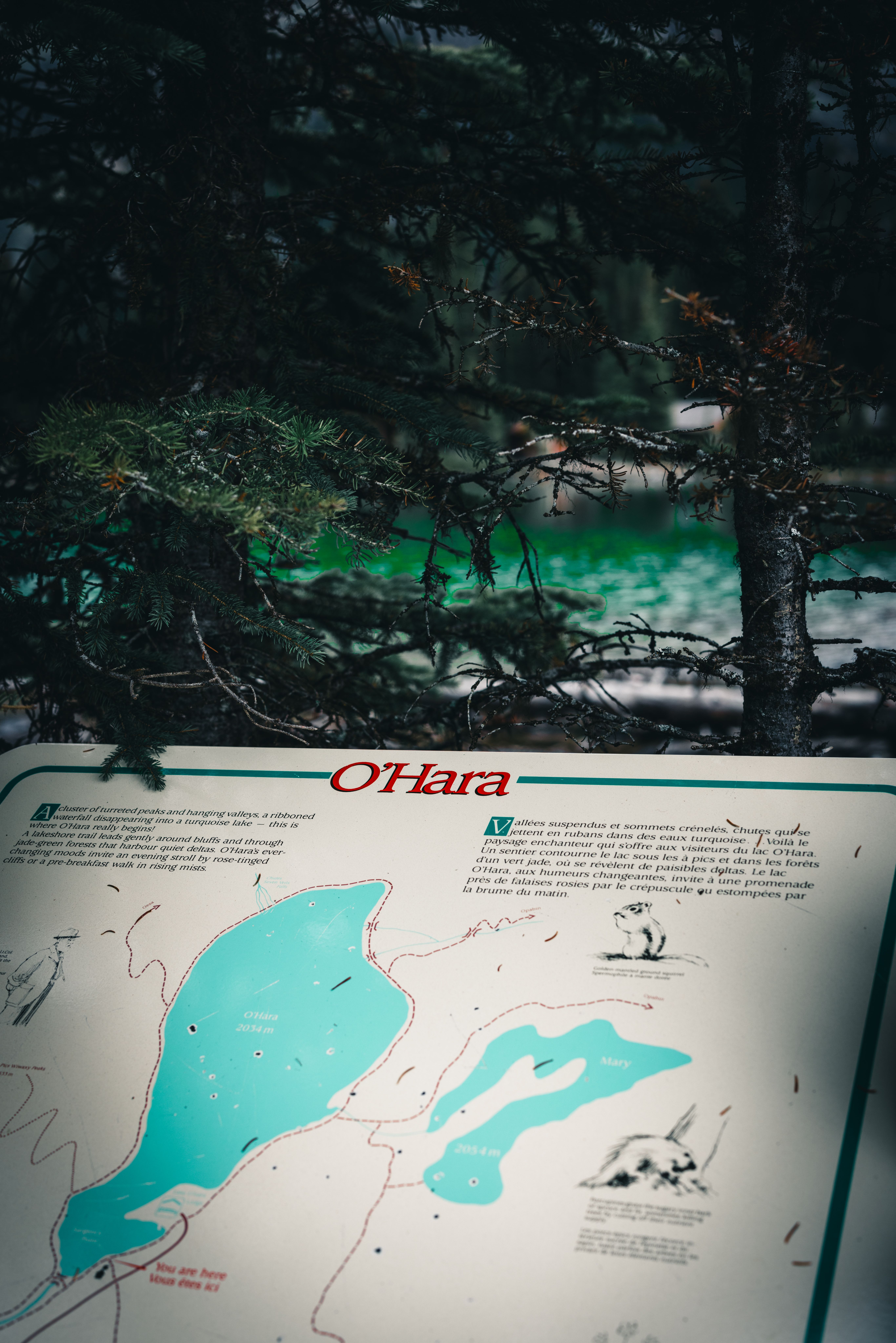 Turquoise Lake O'Hara surrounded by alpine peaks and evergreen forest in Yoho National Park