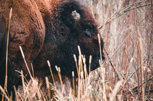 Photos gratuites de bison, champ, herbe
