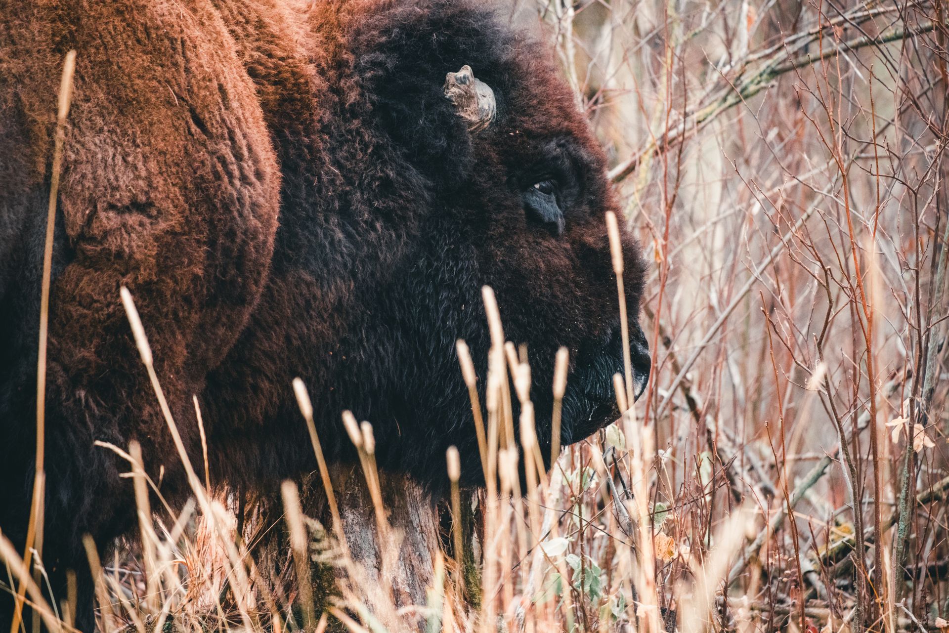 Bison in Grass