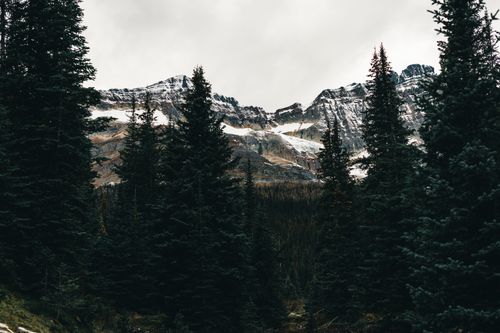 Free Snow-covered mountains and evergreen trees create a serene landscape in Field, BC. Stock Photo