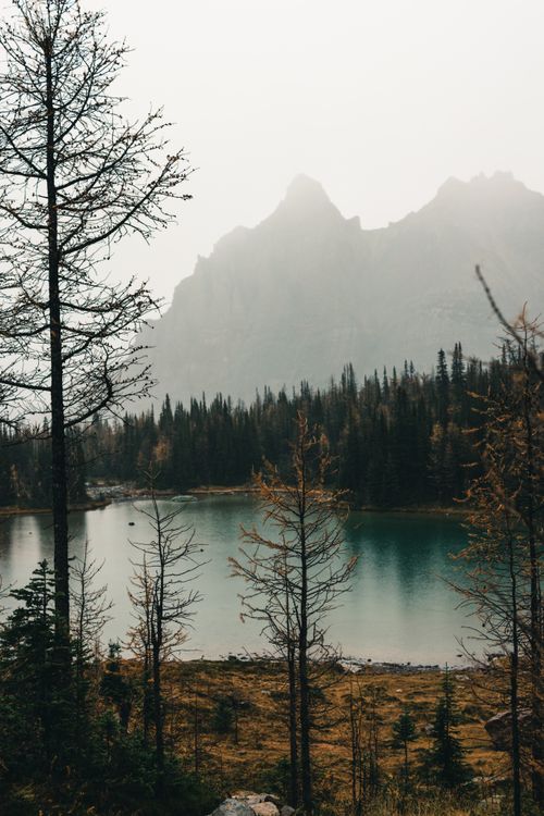 Free A serene misty morning at a forest lake in Yoho National Park, Canada, showcasing natural beauty and tranquility. Stock Photo