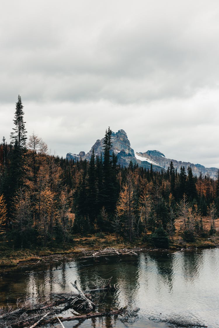 Forest By River In Autumn