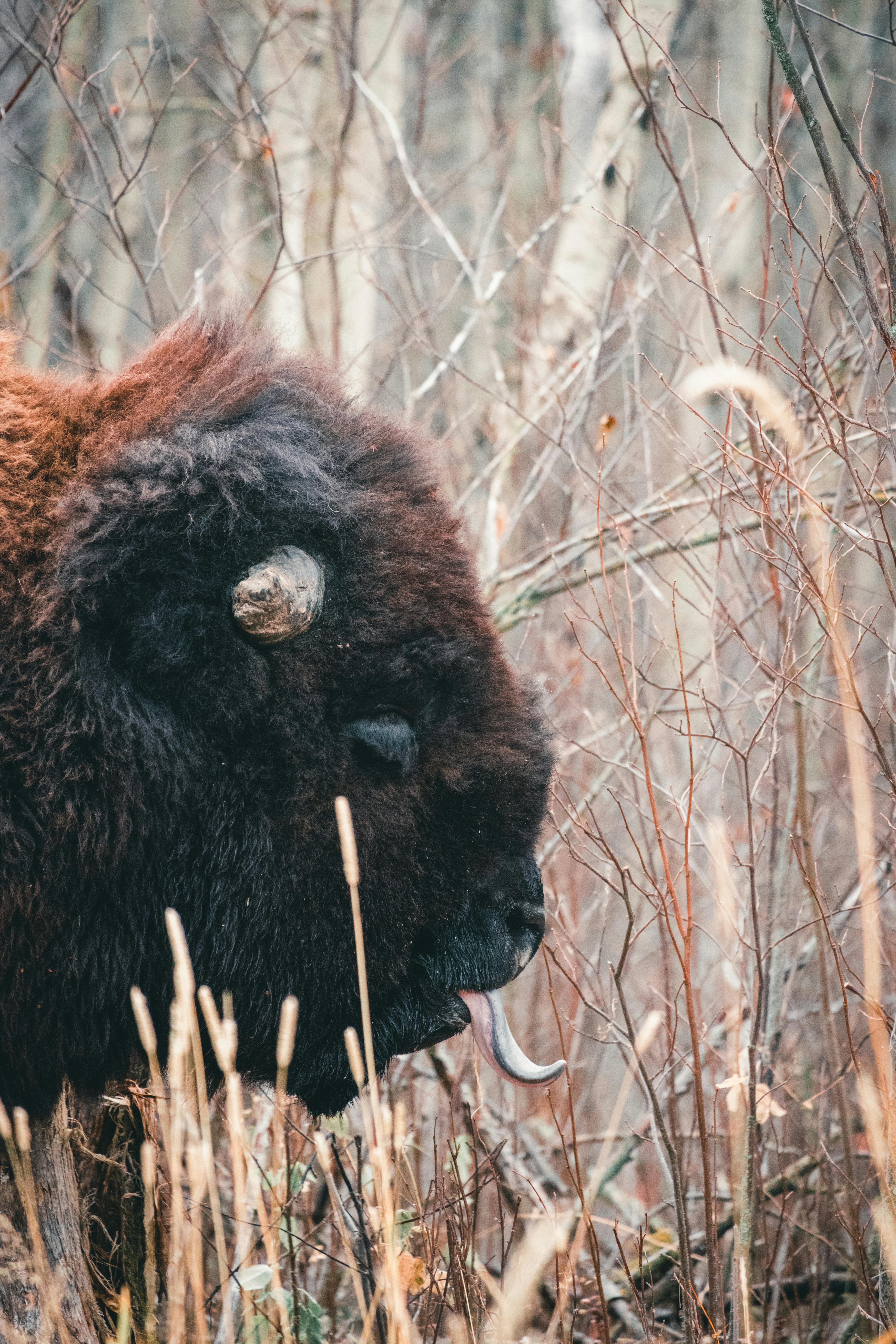 grátis Bisonte Selvagem No Parque Nacional Elk Island Foto profissional