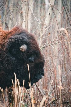 Close-up of a bison in its natural habitat among dry grasses and branches.