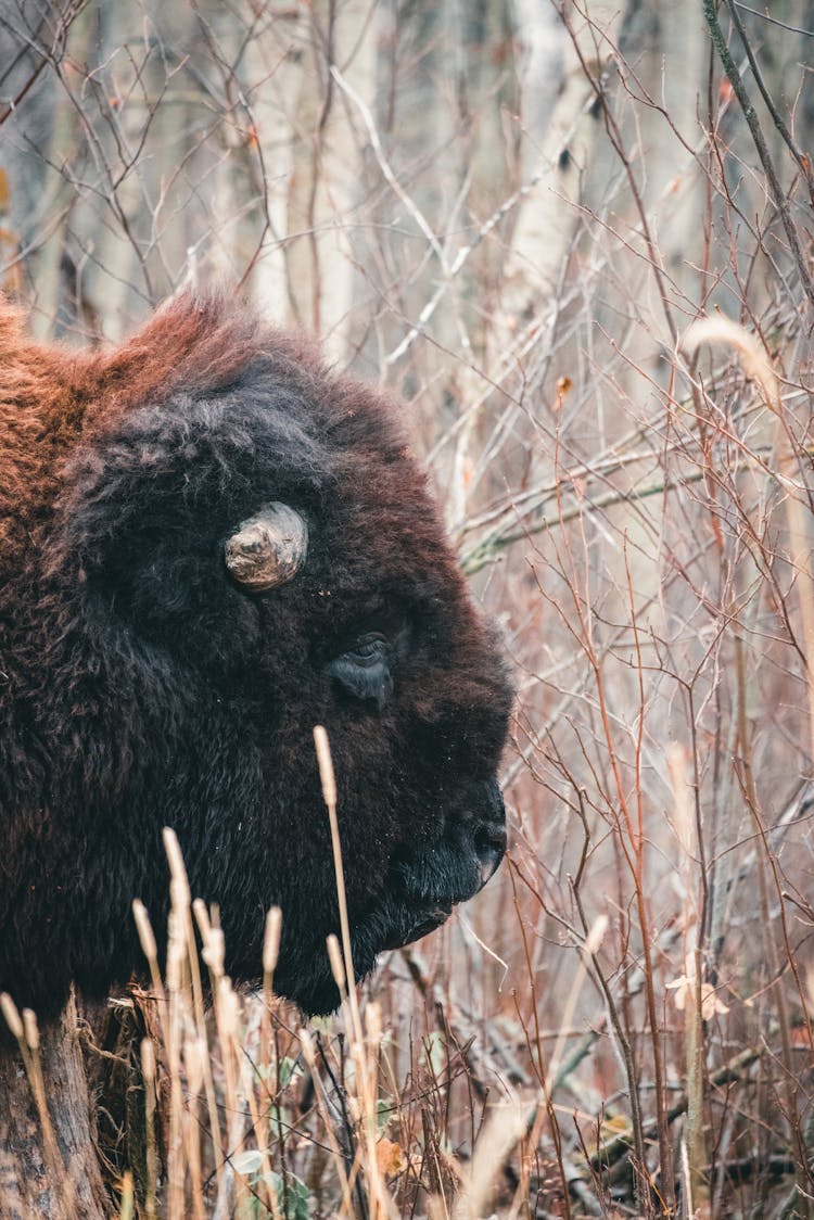 Head Of Buffalo In Grasses