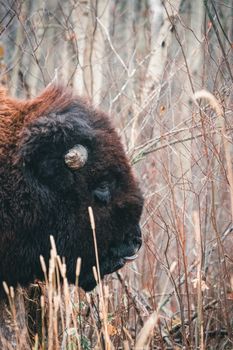 Close-up of a bison in a natural setting at Sandy Beach, AB, Canada. Perfect for wildlife enthusiasts.