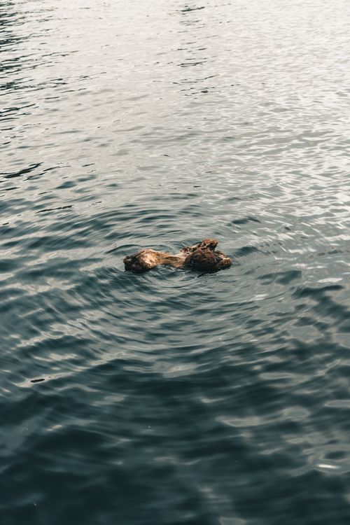 Free Serene scene of driftwood floating on a calm lake surface, capturing nature's tranquility in Gibsons, BC. Stock Photo