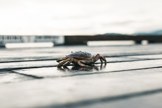 A crab exploring a wet wooden pier in Gibsons, BC during a serene day.