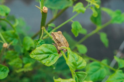 Tree Frog Balanced on Green Plant