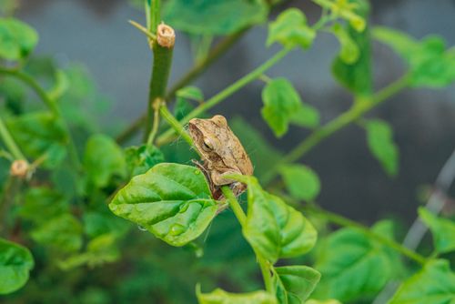 Free Close-up of a tree frog perched on a leaf surrounded by lush green foliage. Stock Photo