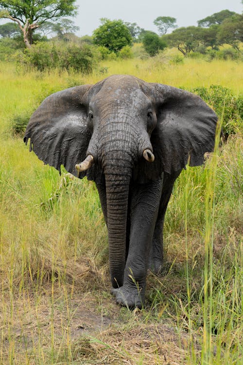 Gratis stockfoto met afrikaanse olifant, dierenfotografie, natuurfotografie