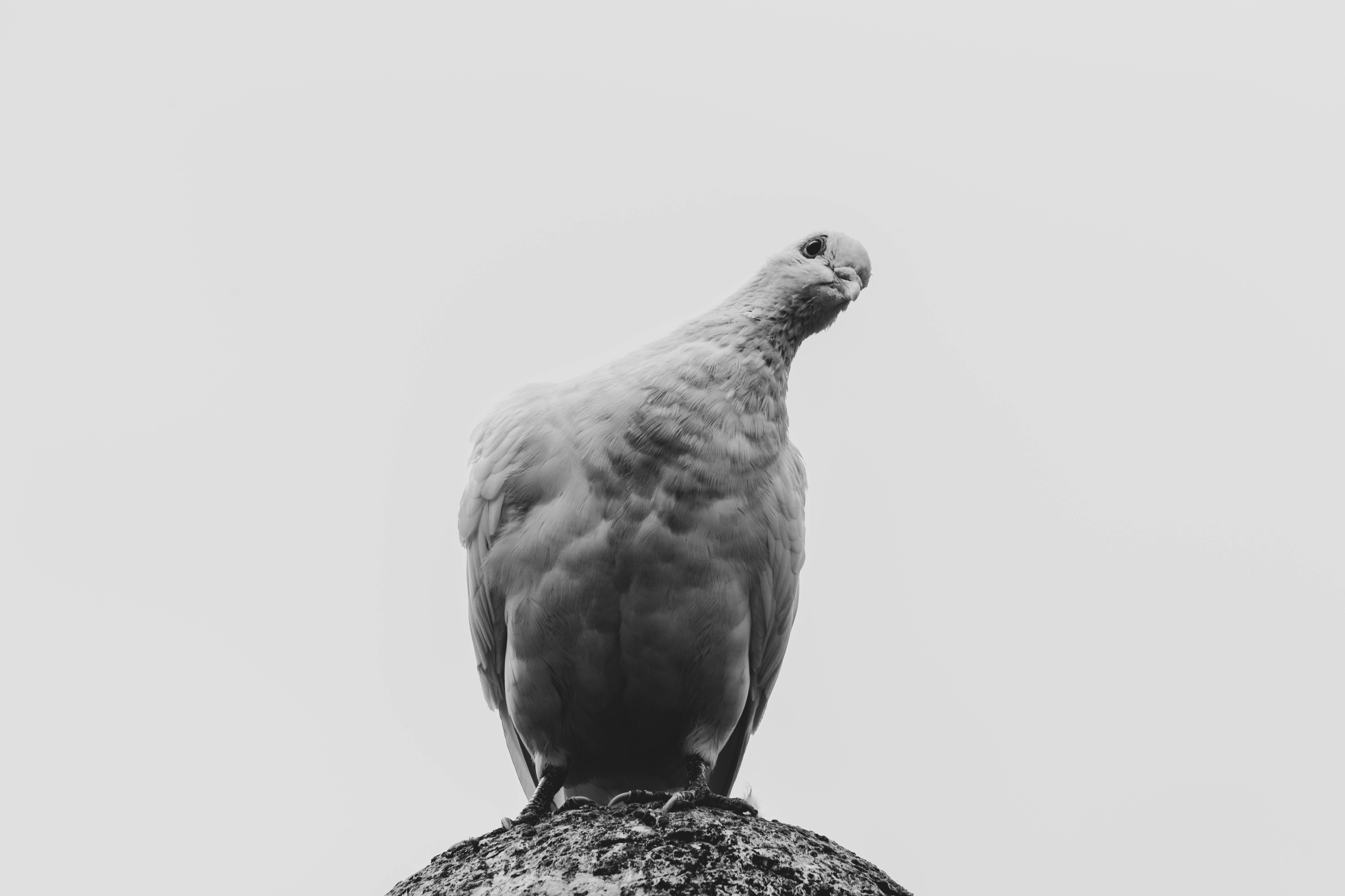 Free stock photo of bird, black and white, contrast
