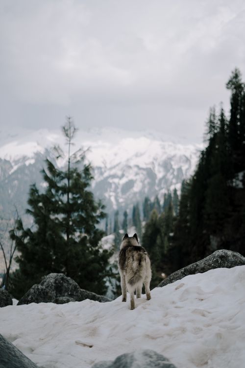 Free Husky dog standing in snowy terrain with mountain backdrop in Manali, India. Stock Photo