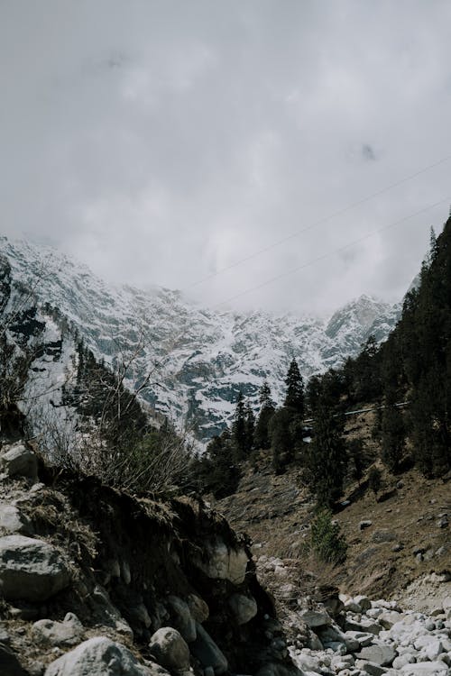 View of Rocky Snowcapped Mountains and Coniferous Trees